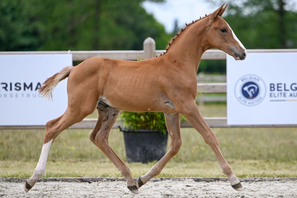 Christo vd Holsteinerhoeve Z